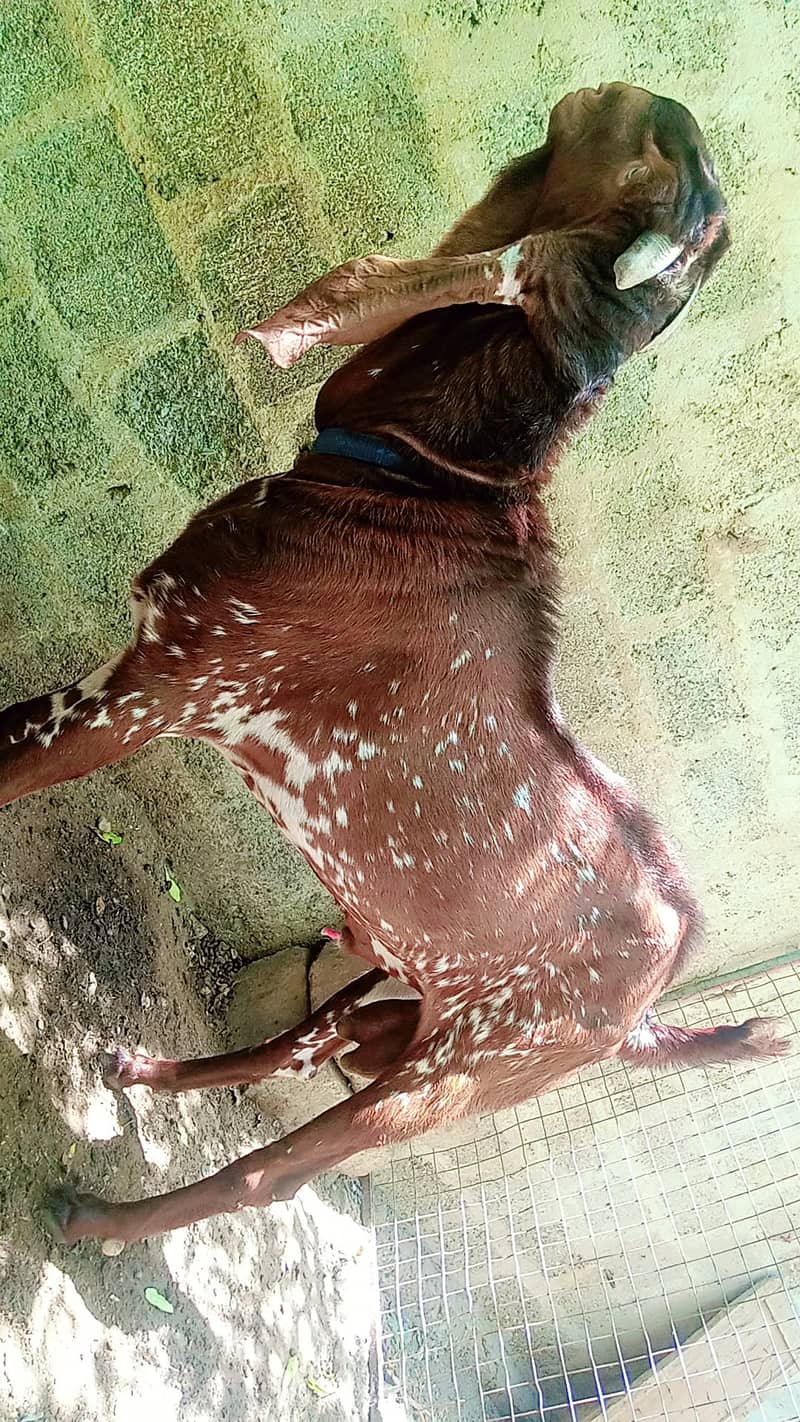 Makhi Cheena Breeder Bakra 1