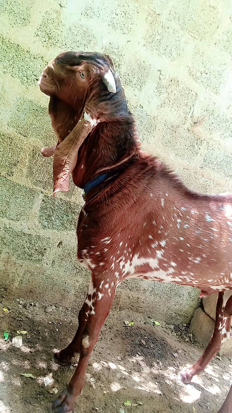 Makhi Cheena Breeder Bakra 2