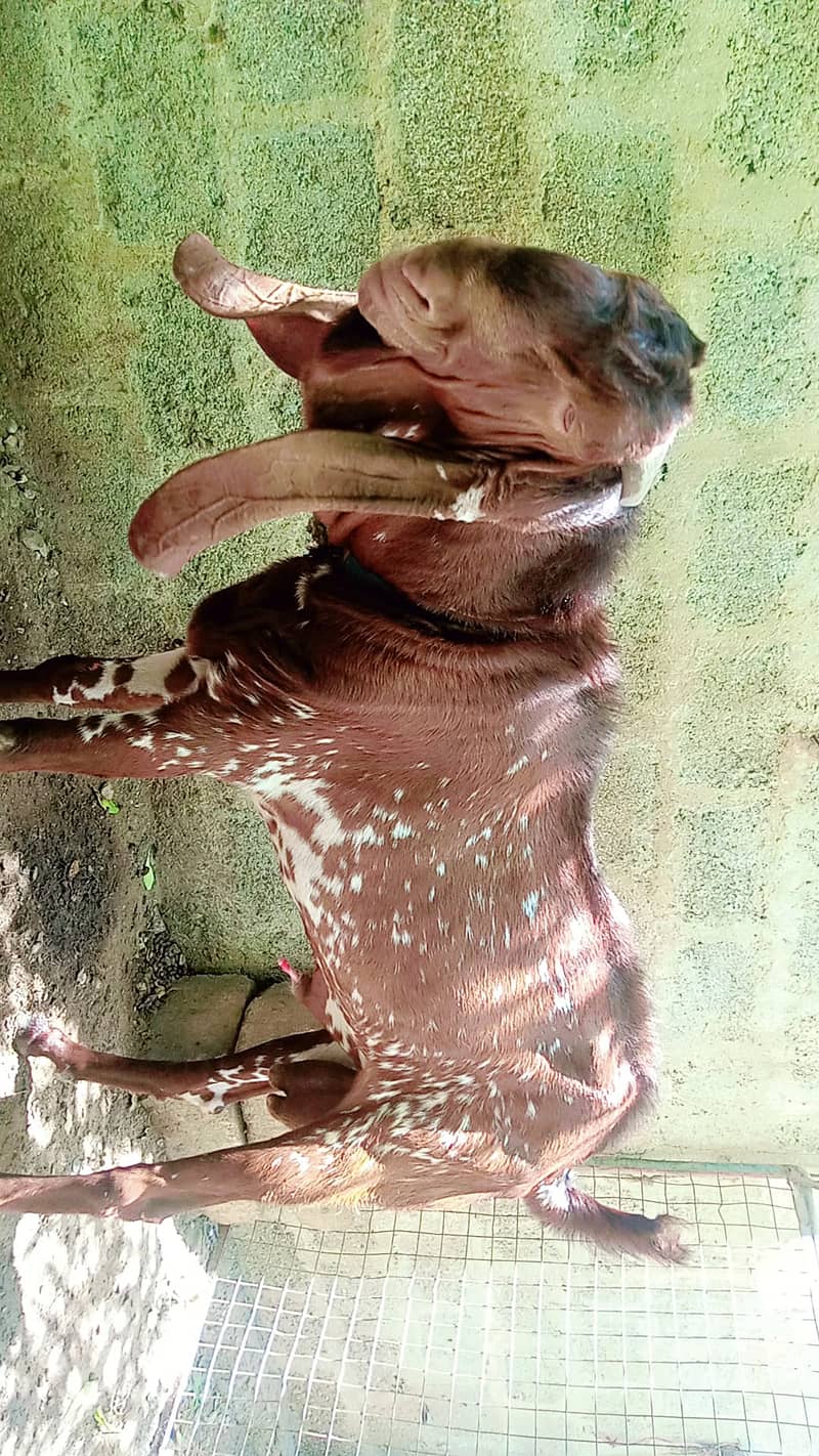 Makhi Cheena Breeder Bakra 3