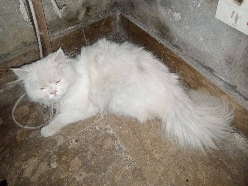 2 males for sale black 8 months white 13 months 4