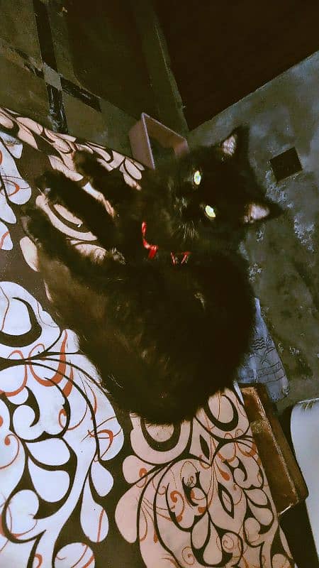 2 males for sale black 8 months white 13 months 9
