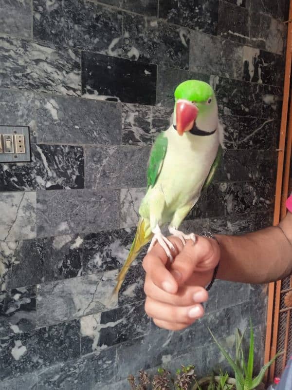 Raw Parrot Available With Breeding Size Cage. Male Fully Hand Tame Ha. 0