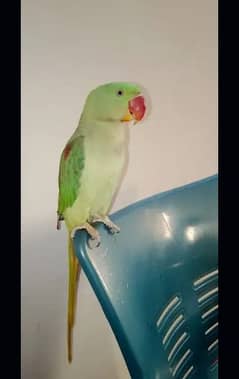 Alexandrine