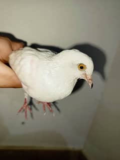 Qaboter