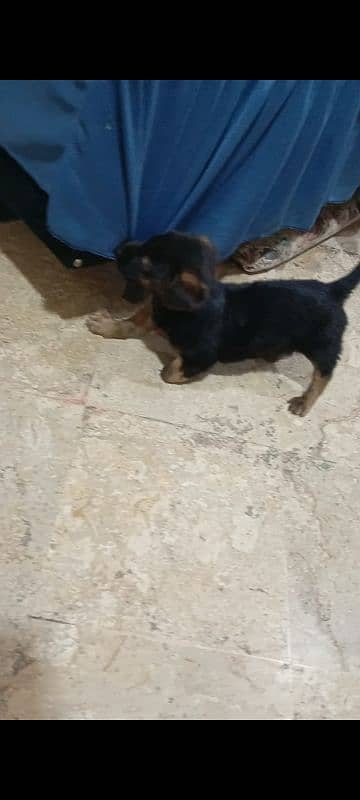 German shepherd puppy 0