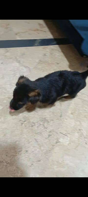 German shepherd puppy 1