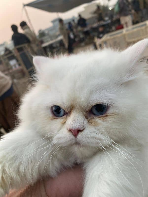 cat for sale 0
