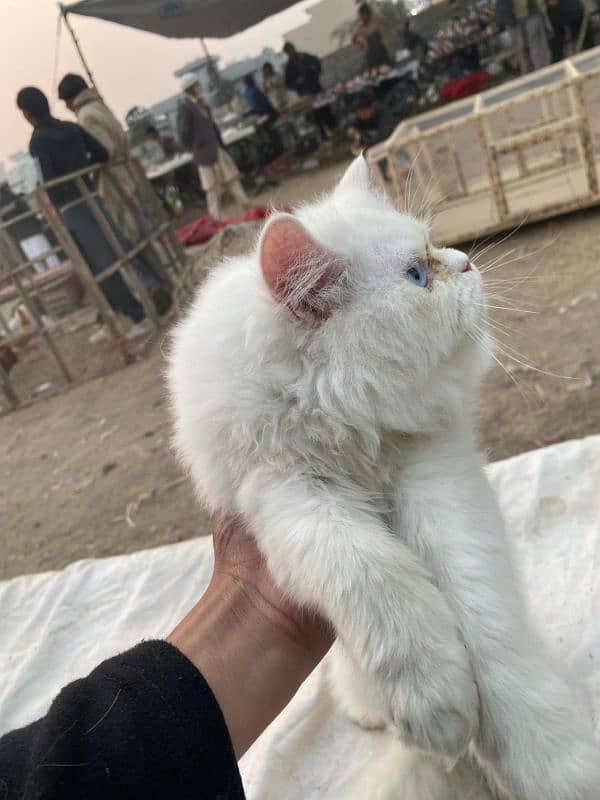 cat for sale 2