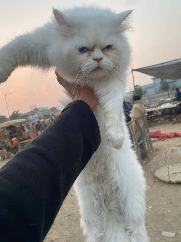 cat for sale 3