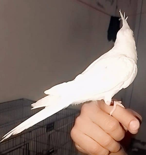 03129119509 Hand tame cocktail White eno Red eyes 0