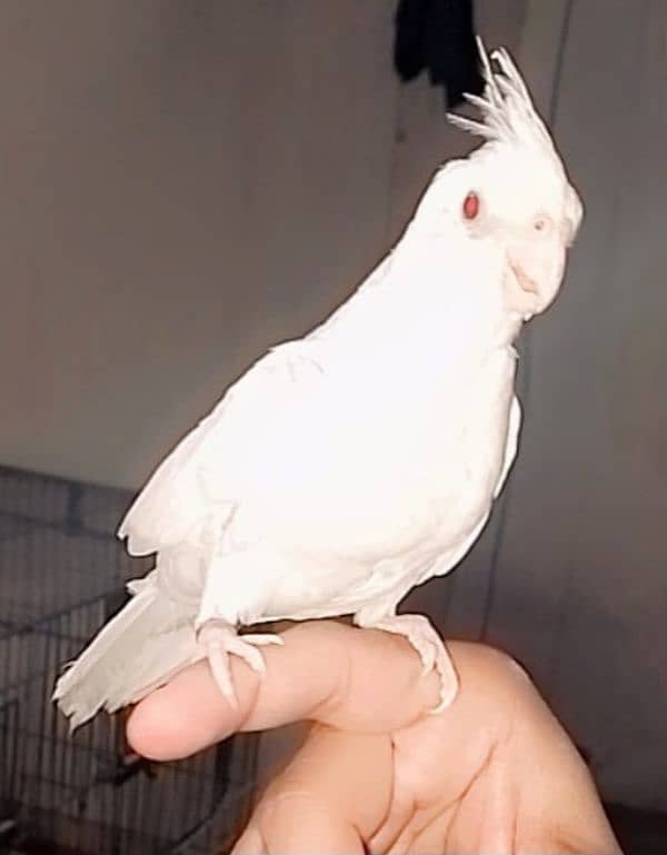 03129119509 Hand tame cocktail White eno Red eyes 1