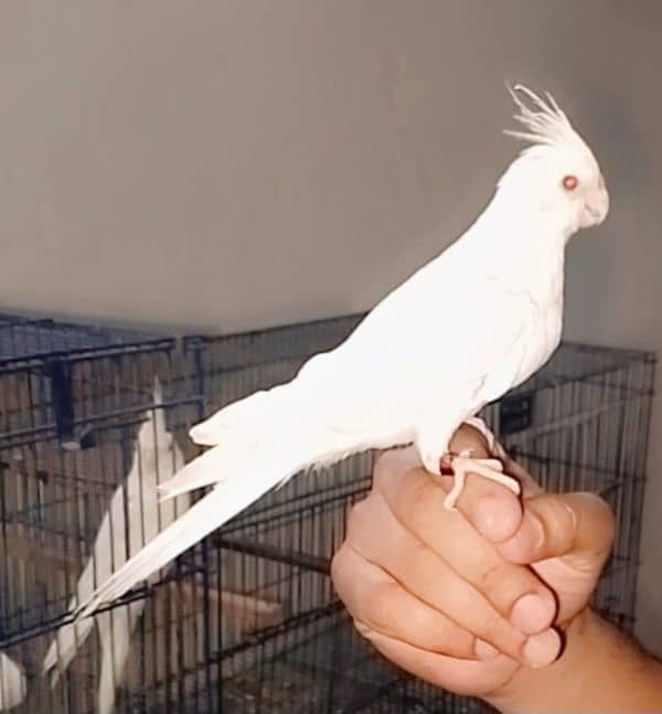 03129119509 Hand tame cocktail White eno Red eyes 2