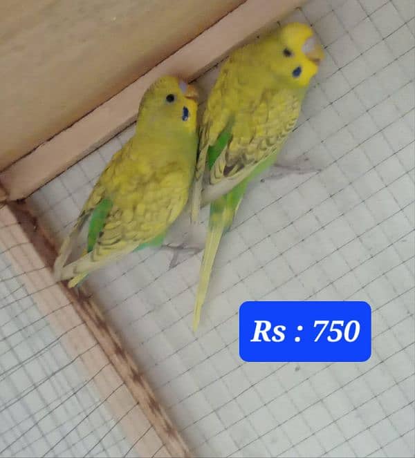 Australian budgies  parrot. 2