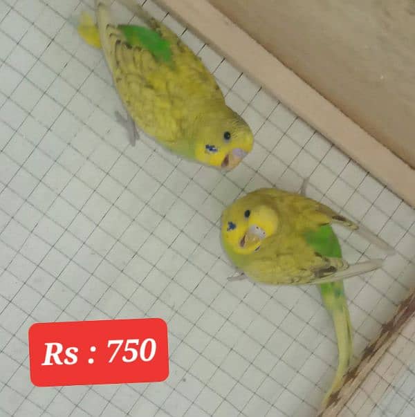 Australian budgies  parrot. 3