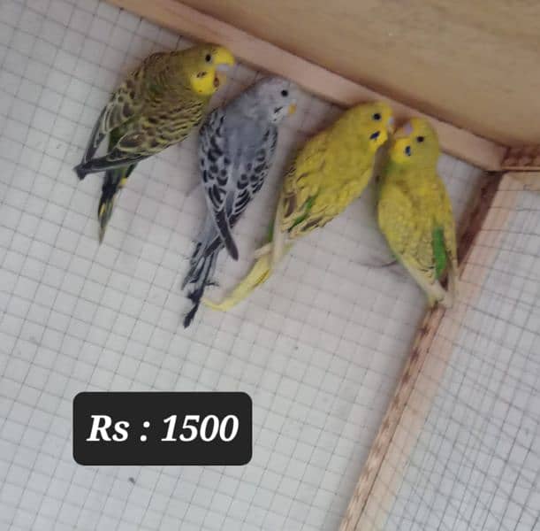 Australian budgies  parrot. 5