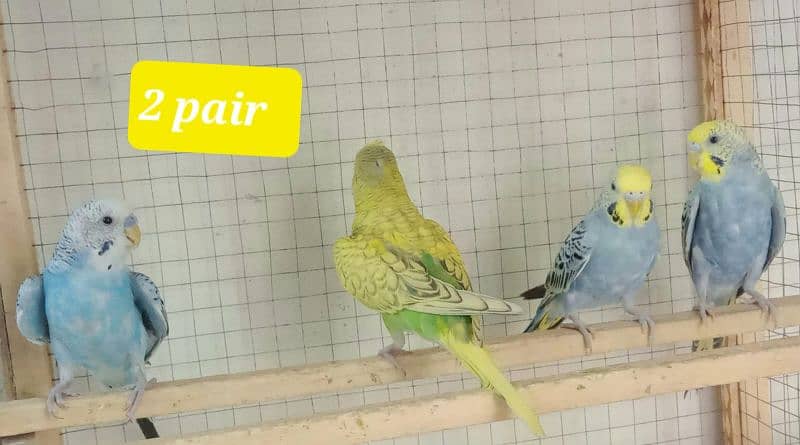 Australian budgies  parrot. 6