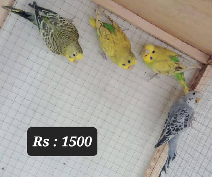 Australian budgies  parrot. 7