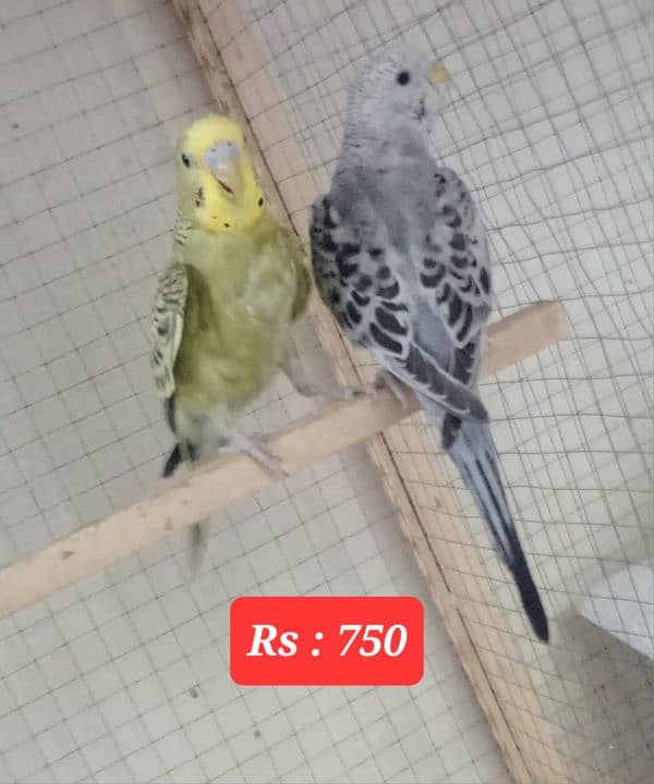 Australian budgies  parrot. 8