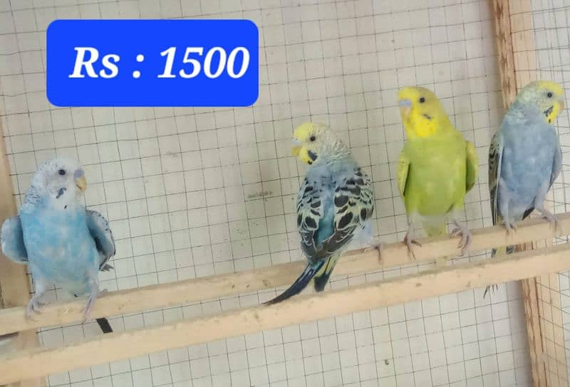 Australian budgies  parrot. 9