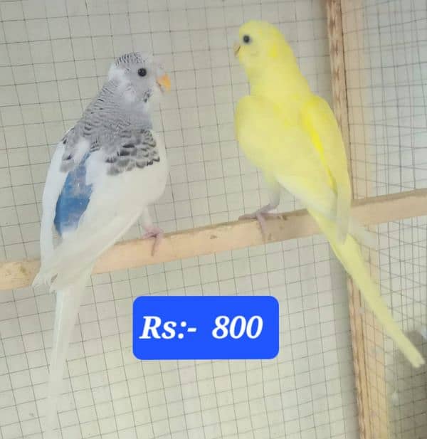 Australian budgies  parrot. 11