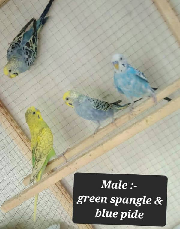 Australian budgies  parrot. 12