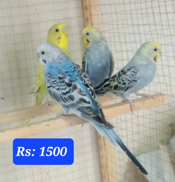 Australian budgies  parrot. 14