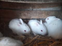 MILKY WHITE RABBITS FOR SALE