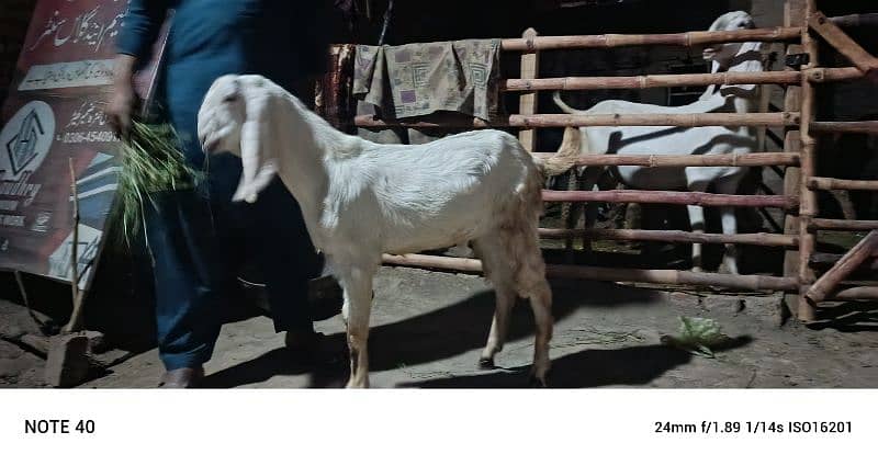 Sara 2k25 k Qurbani kalea ha Sara lag ta ha 60k aa soro ho ra ha 95k 0