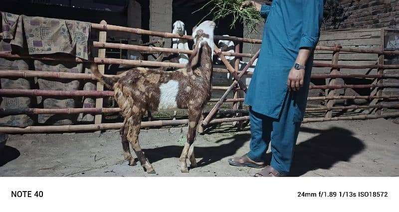 Sara 2k25 k Qurbani kalea ha Sara lag ta ha 60k aa soro ho ra ha 95k 1