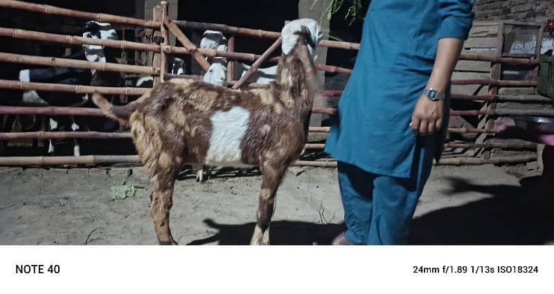 Sara 2k25 k Qurbani kalea ha Sara lag ta ha 60k aa soro ho ra ha 95k 2