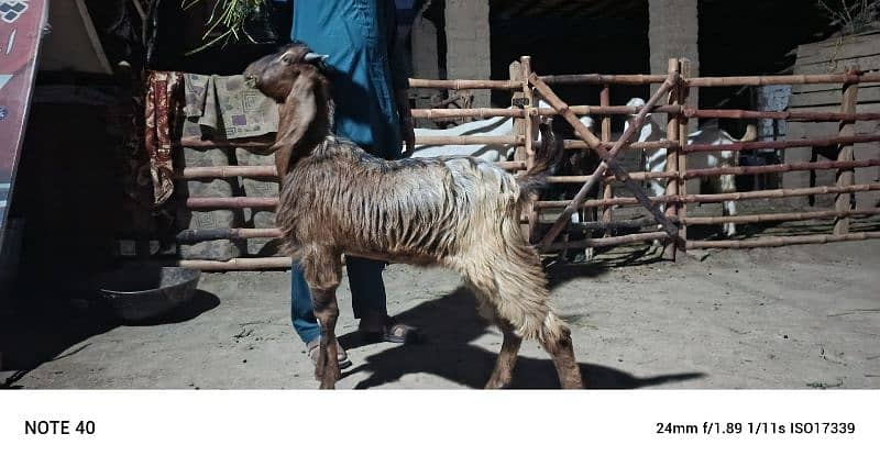 Sara 2k25 k Qurbani kalea ha Sara lag ta ha 60k aa soro ho ra ha 95k 3