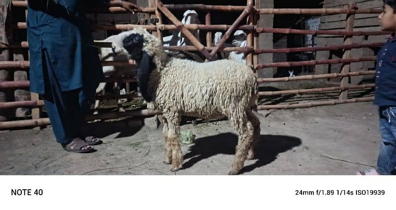 Sara 2k25 k Qurbani kalea ha Sara lag ta ha 60k aa soro ho ra ha 95k 4