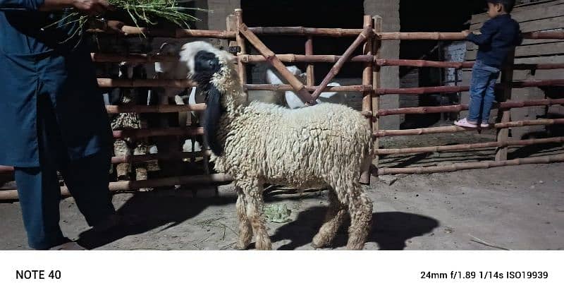 Sara 2k25 k Qurbani kalea ha Sara lag ta ha 60k aa soro ho ra ha 95k 5