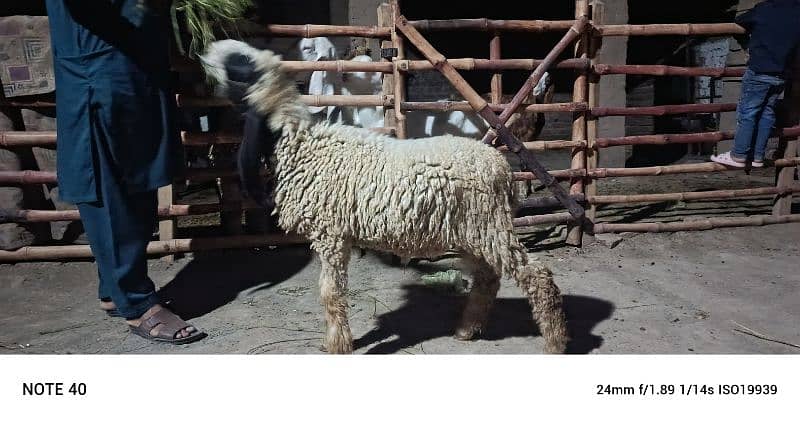 Sara 2k25 k Qurbani kalea ha Sara lag ta ha 60k aa soro ho ra ha 95k 6