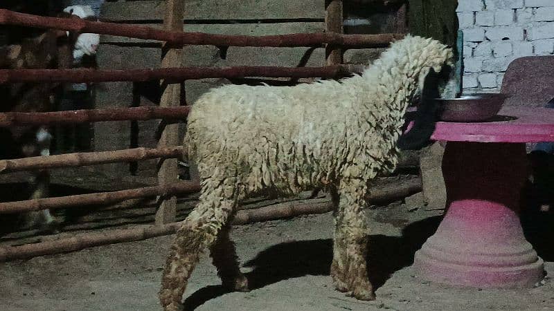 Sara 2k25 k Qurbani kalea ha Sara lag ta ha 60k aa soro ho ra ha 95k 7