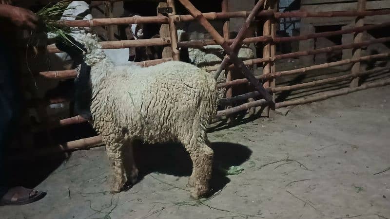 Sara 2k25 k Qurbani kalea ha Sara lag ta ha 60k aa soro ho ra ha 95k 9