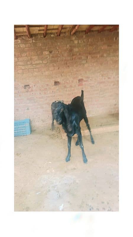 Sara 2k25 k Qurbani kalea ha Sara lag ta ha 60k aa soro ho ra ha 95k 11