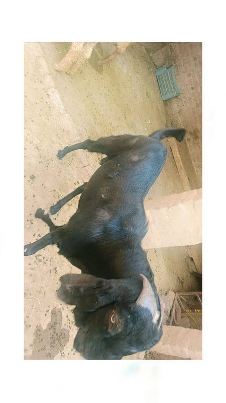 Sara 2k25 k Qurbani kalea ha Sara lag ta ha 60k aa soro ho ra ha 95k 12