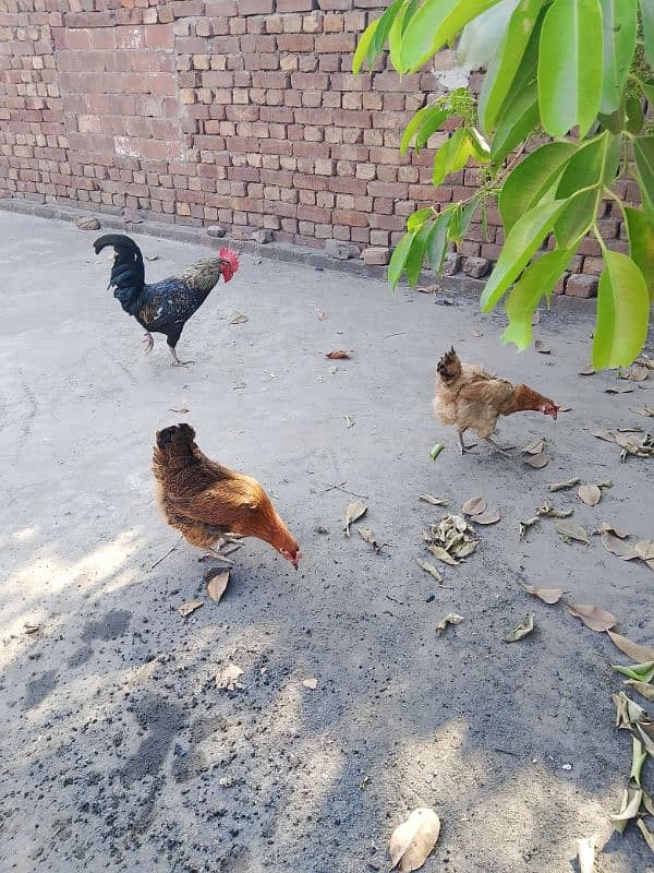 2 egg laying hens with cock 0