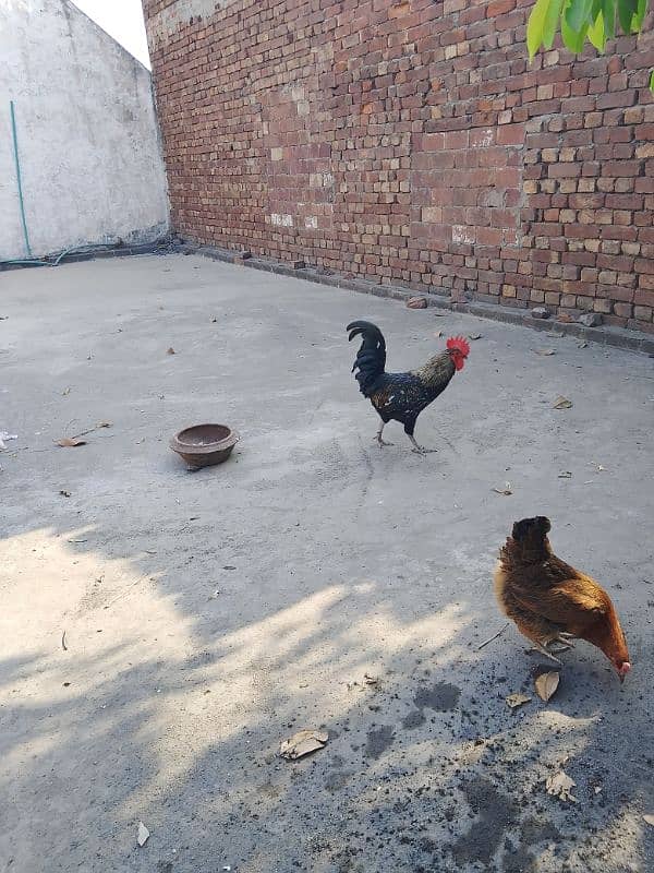2 egg laying hens with cock 1