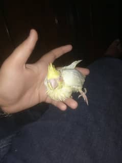 Cockatiel