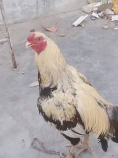 for