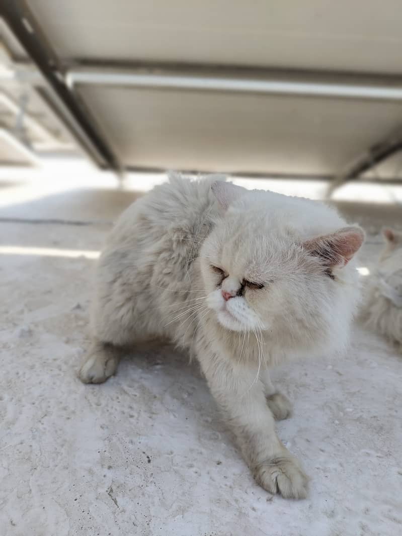 persian cat pair 1 year old ready to bread 0