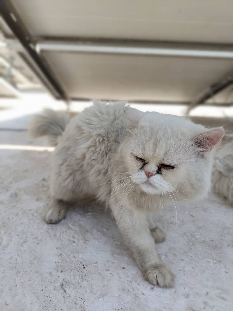 persian cat pair 1 year old ready to bread 1