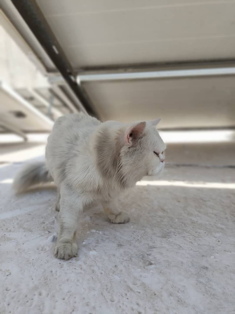 persian cat pair 1 year old ready to bread 2