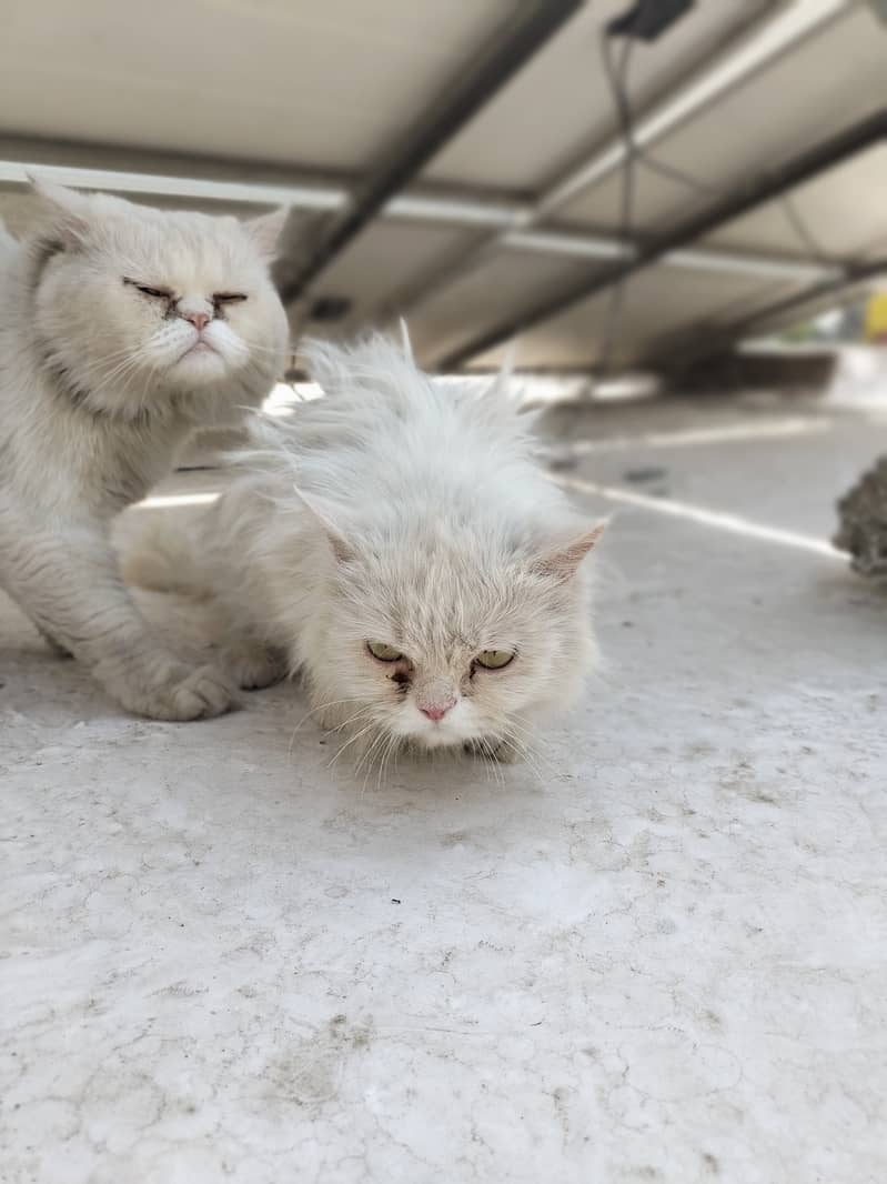persian cat pair 1 year old ready to bread 3