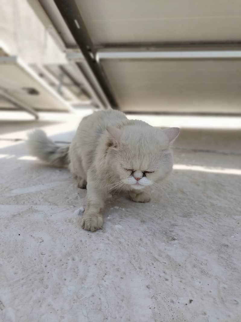 persian cat pair 1 year old ready to bread 4
