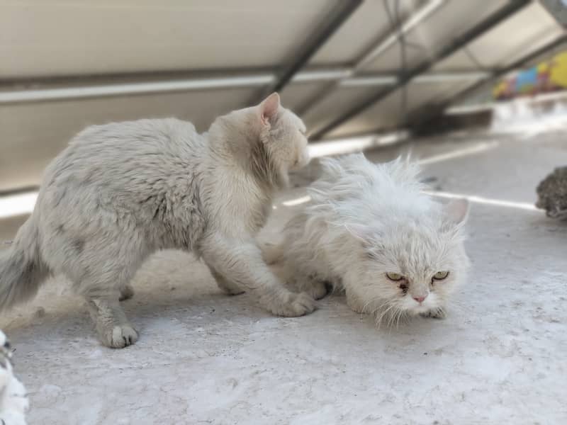 persian cat pair 1 year old ready to bread 5