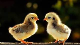 All chicks Available