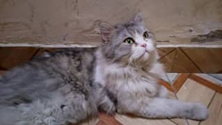 Persian
